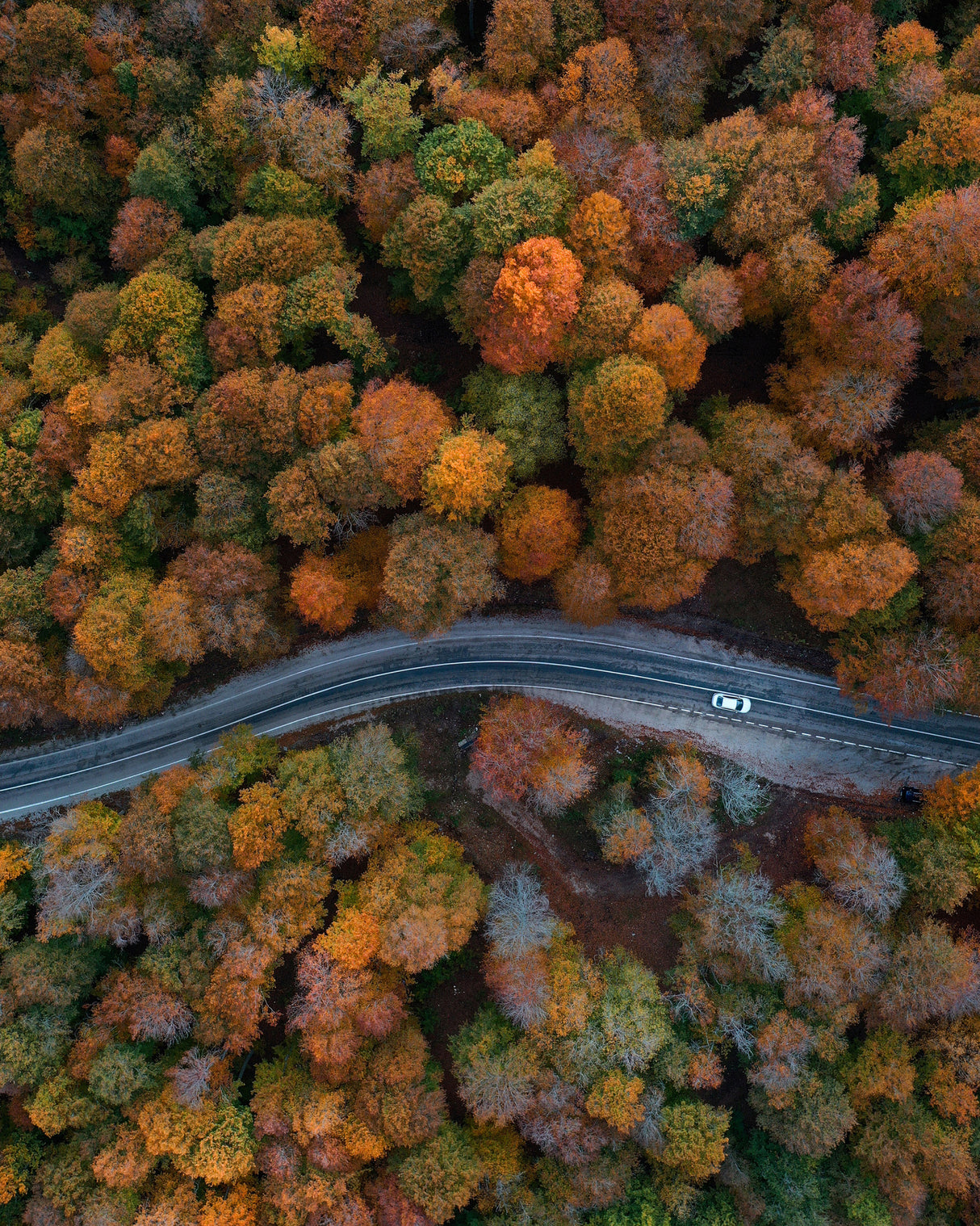 Autumn Way Poster och Canvastavla
