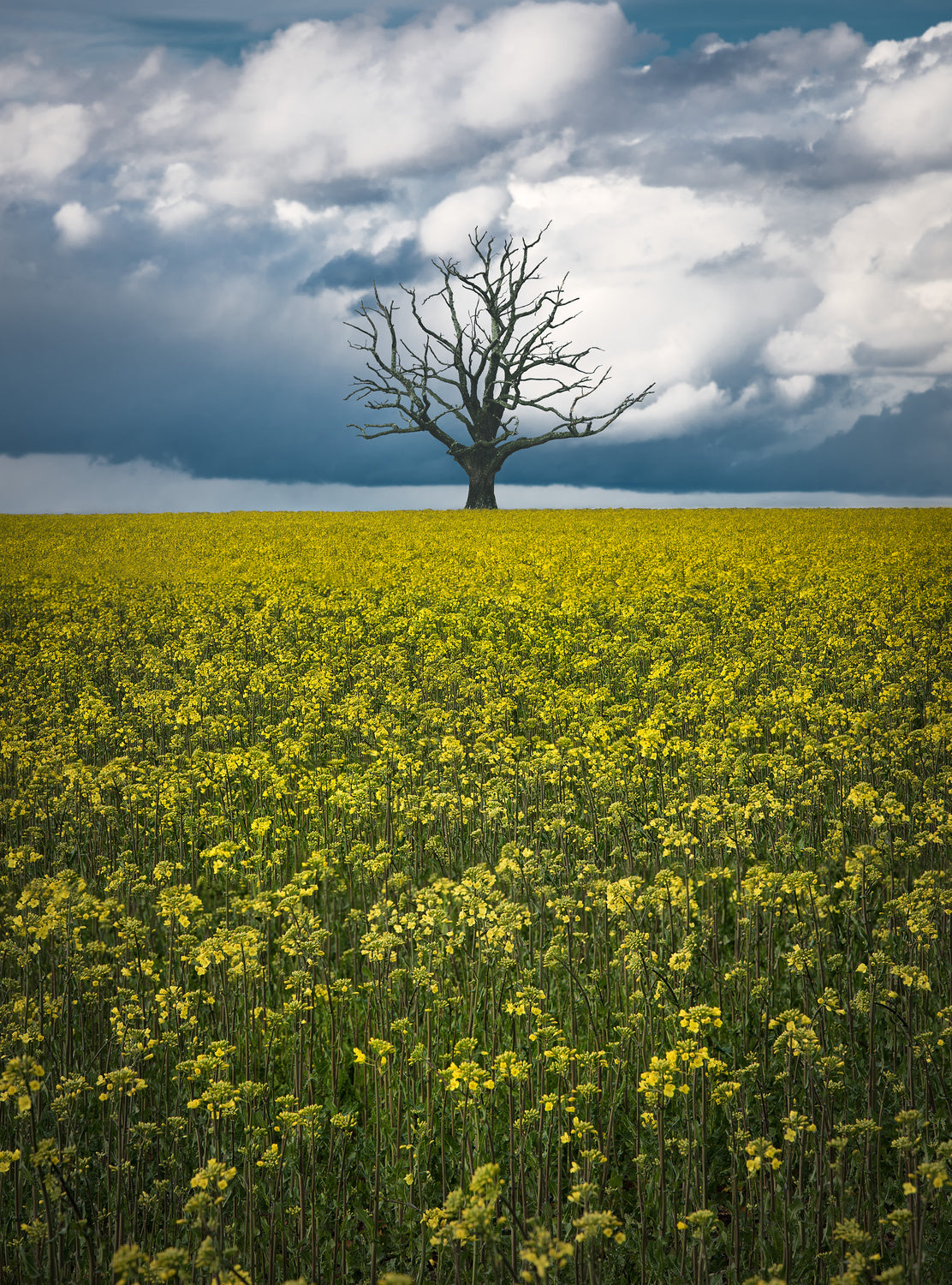Oaktree on canolafield Poster och Canvastavla