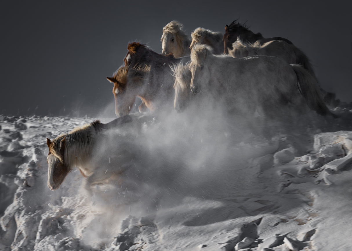 Leading Horse Poster och Canvastavla