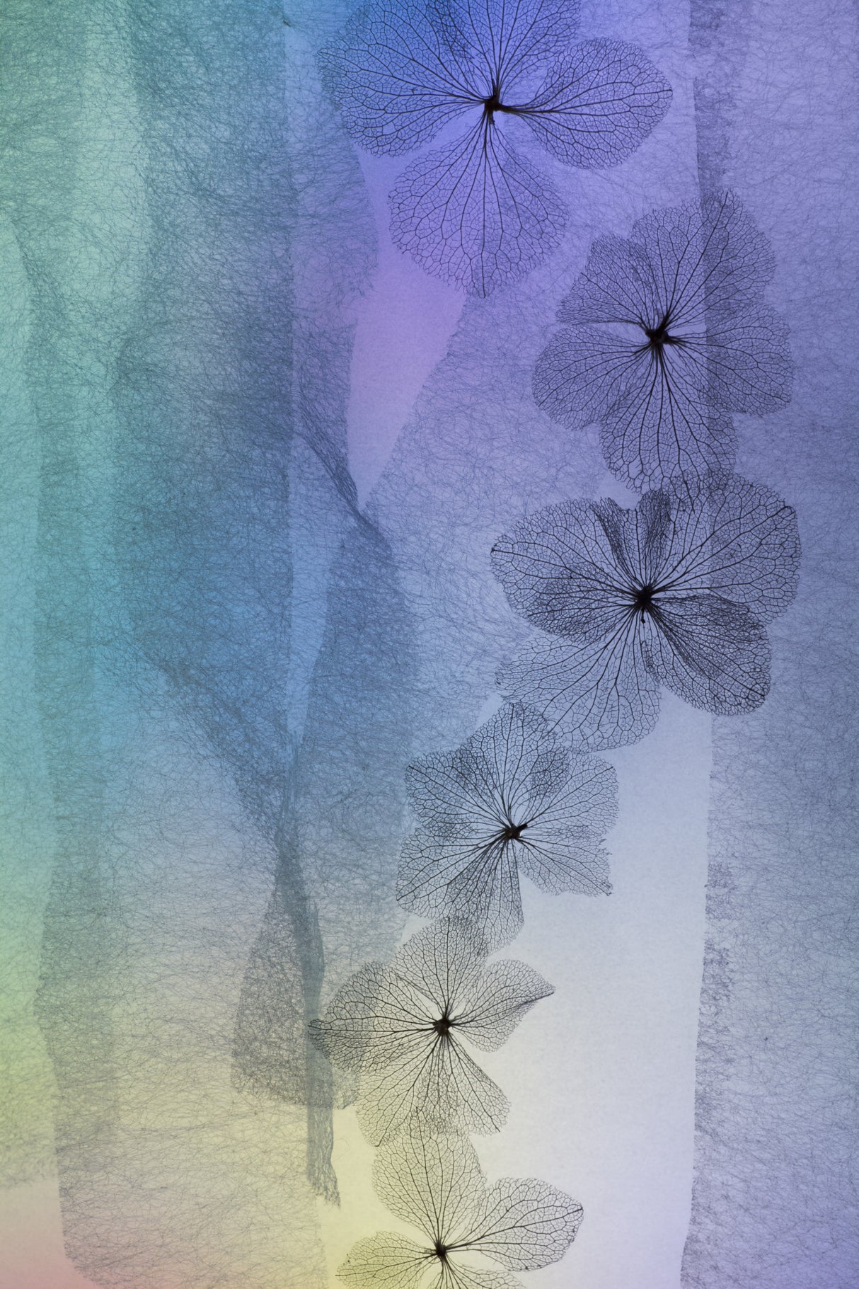 Flower Line Poster och Canvastavla