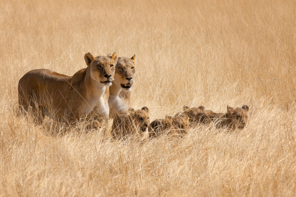 Family Outing Poster och Canvastavla