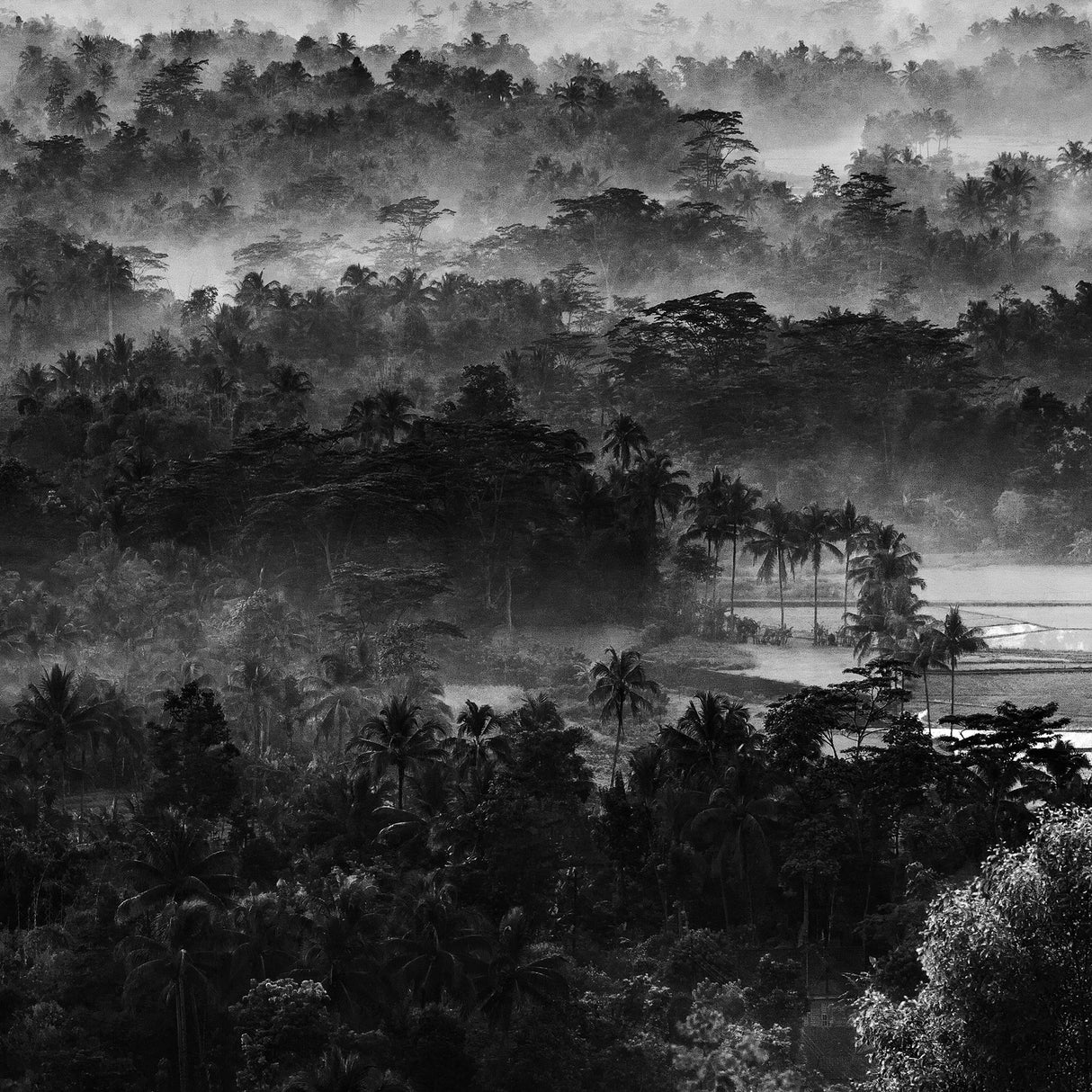 .....mist in the morning..... Poster och Canvastavla