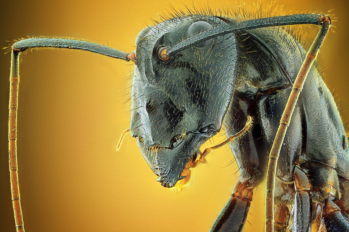 Camponotus Gigas Poster och Canvastavla
