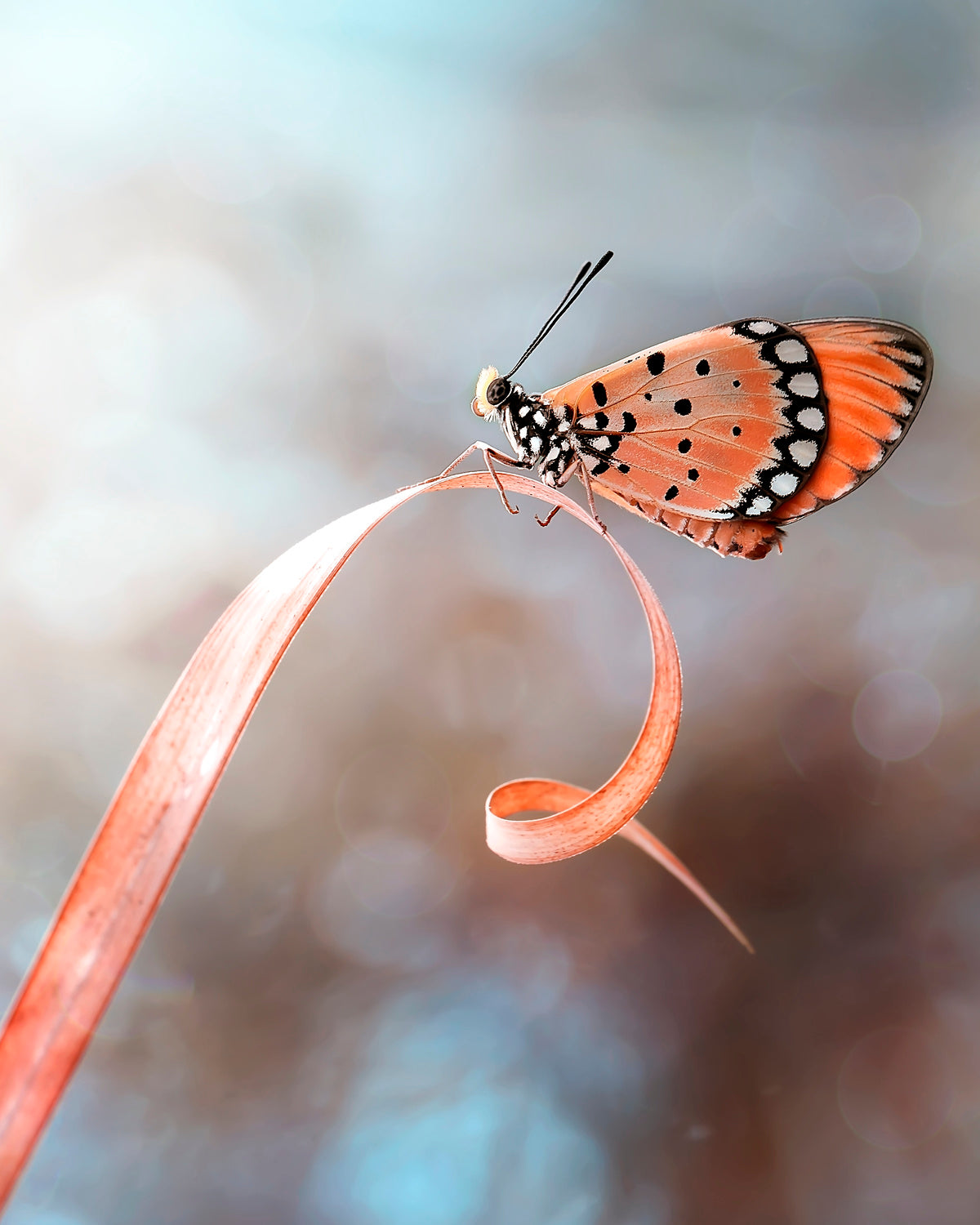 The Butterfly Poster och Canvastavla