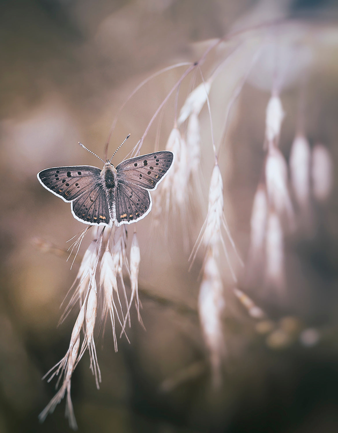 a quiet butterfly Poster och Canvastavla