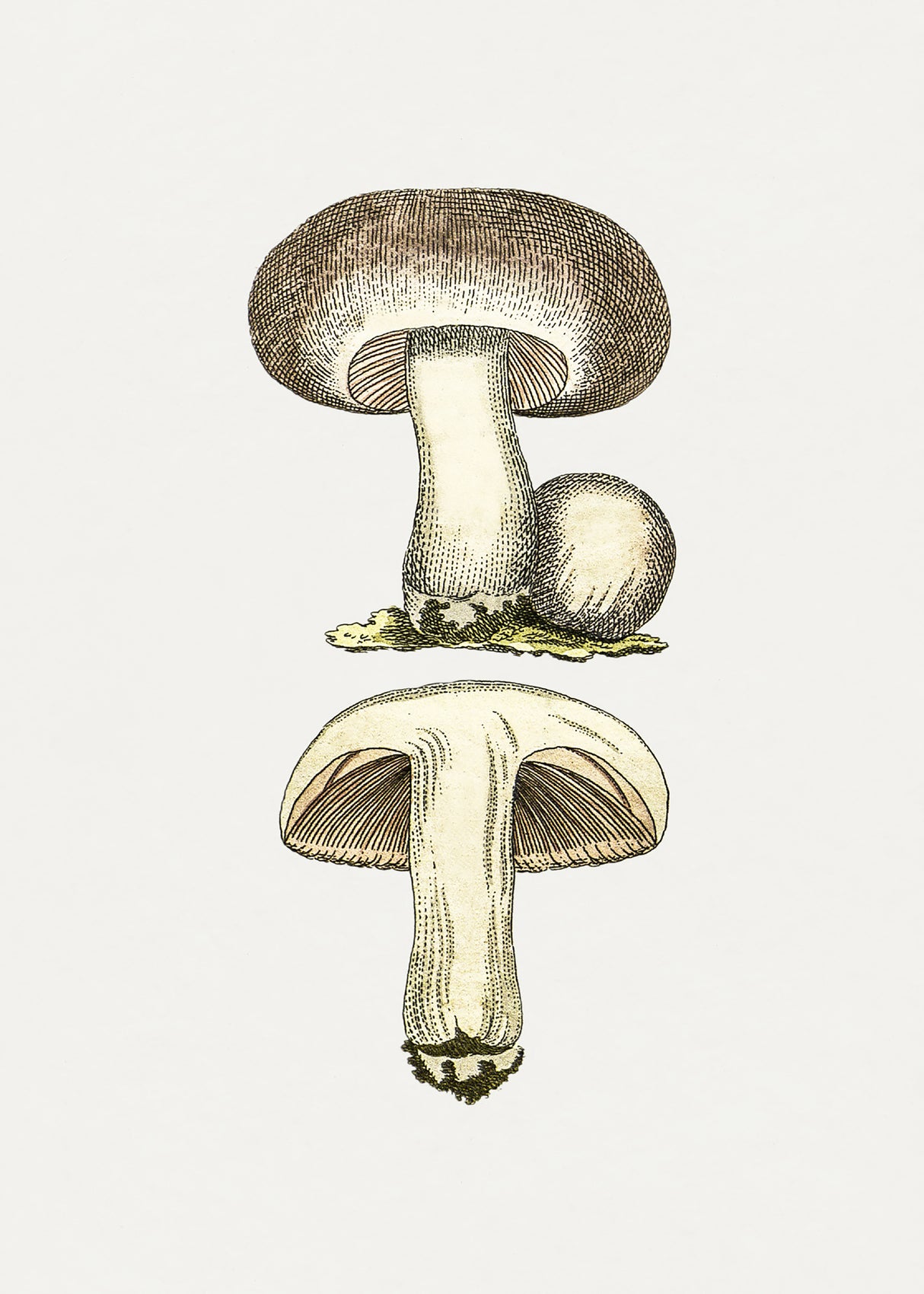 Hand Drawn Field Mushroom Gray Poster och Canvastavla