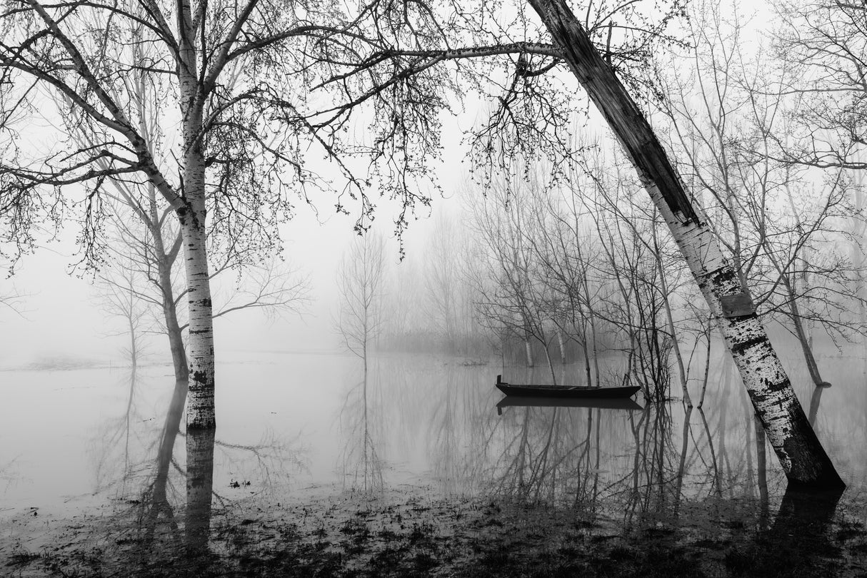 Fog in the marsh Poster och Canvastavla