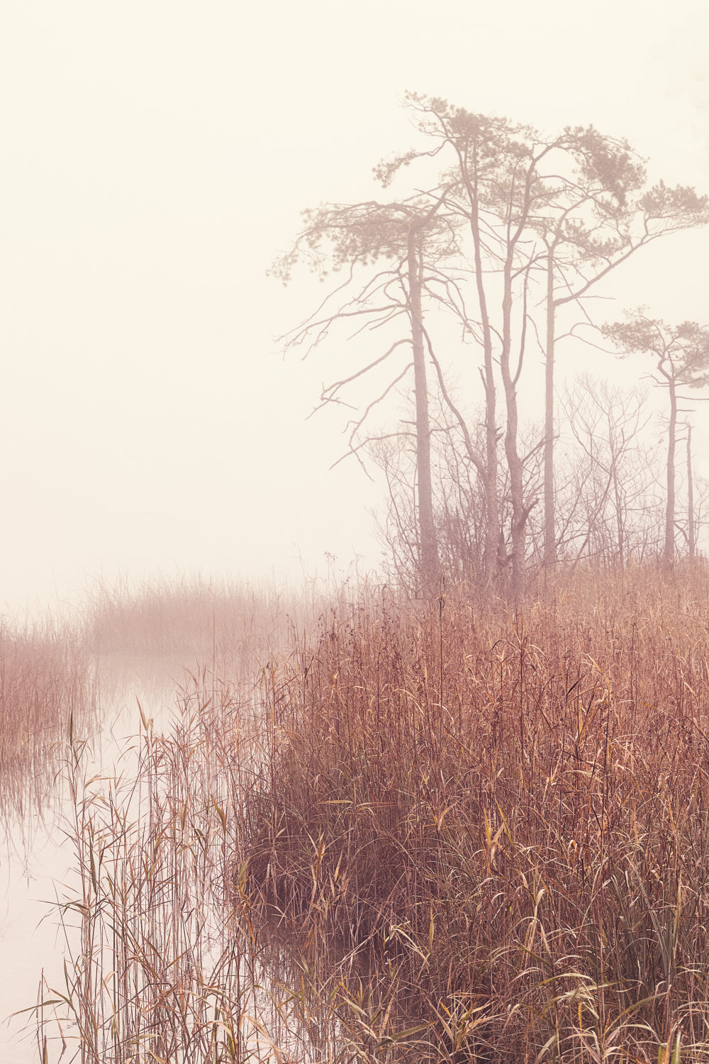 Autumn morning Poster och Canvastavla