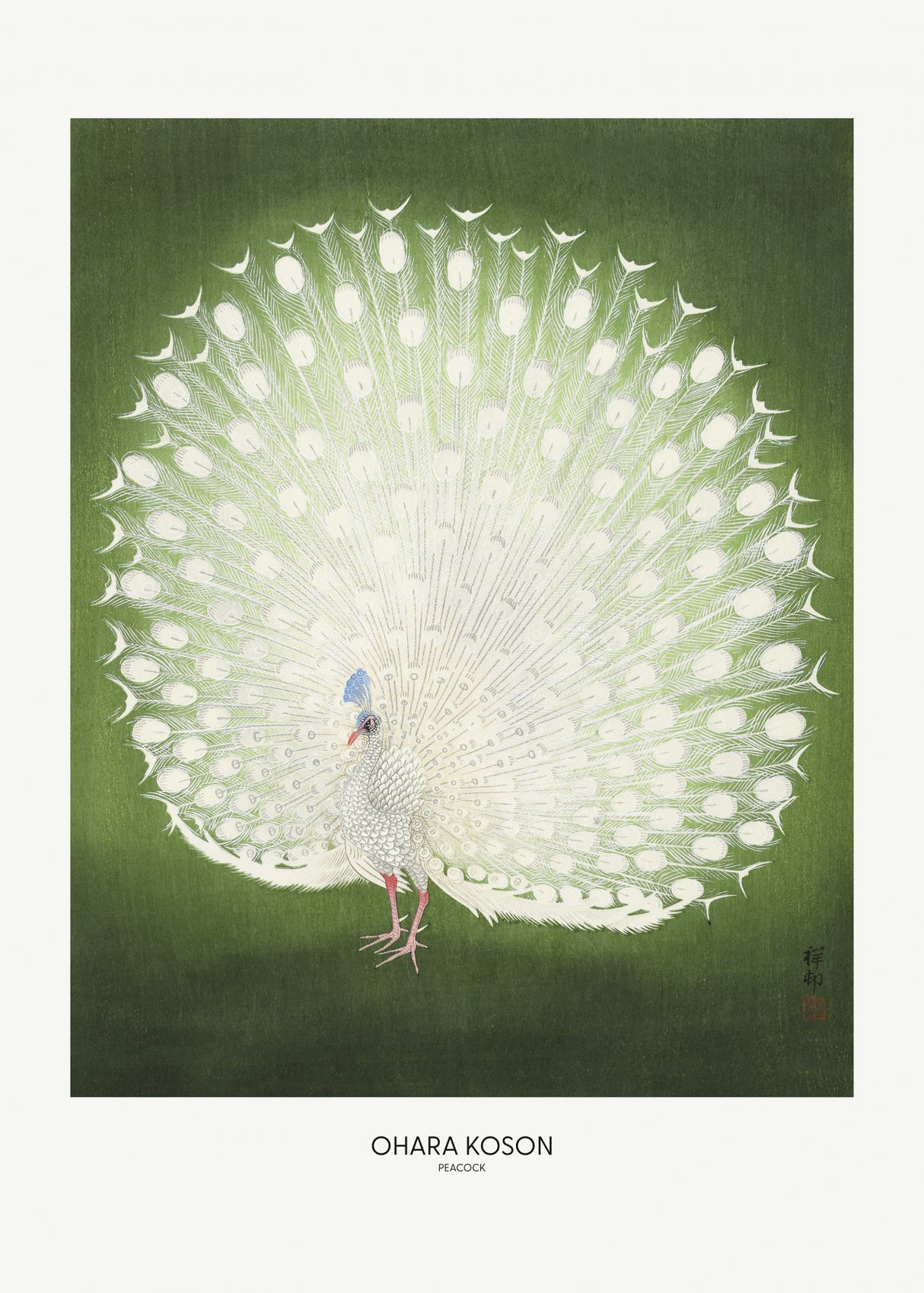 Peacock - Wide Poster och Canvastavla