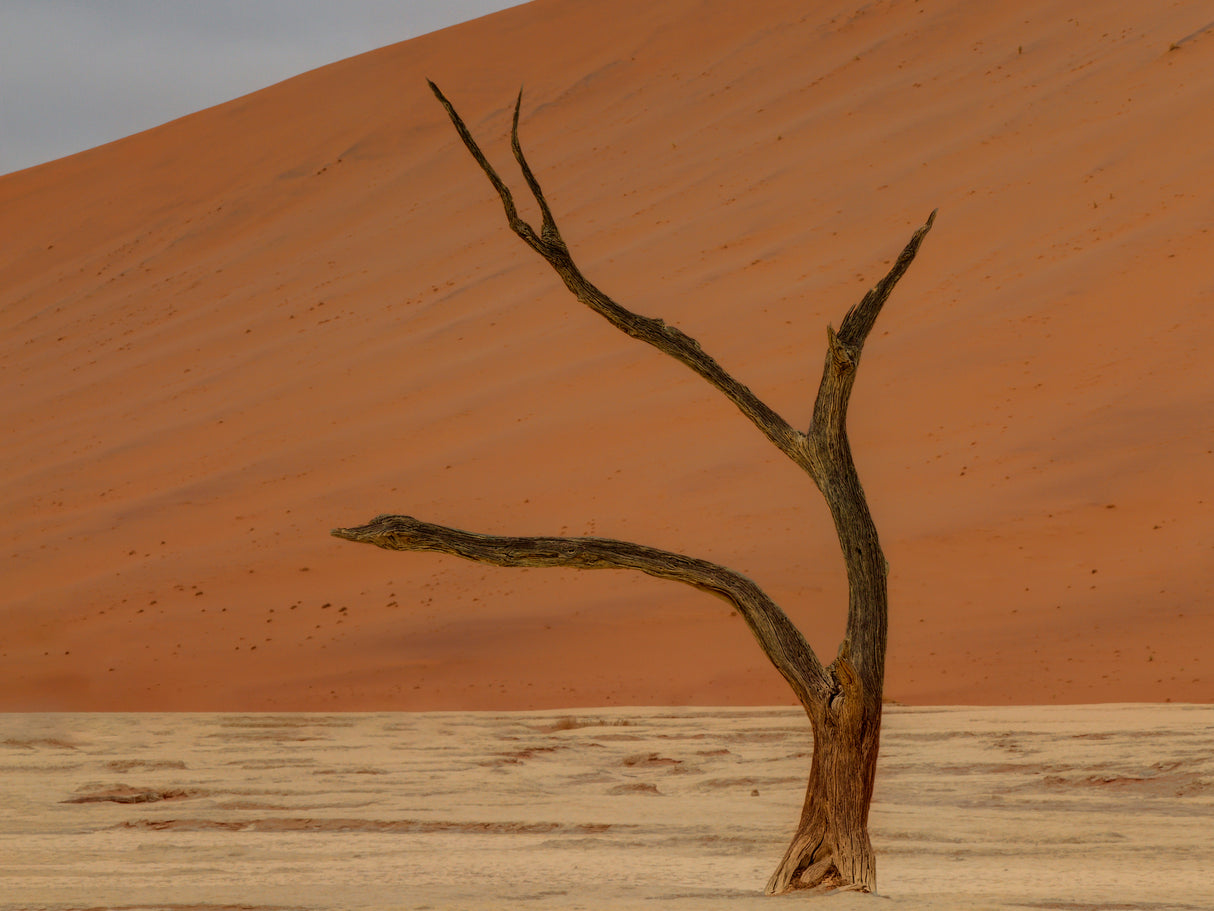 Deadvlei, Sossusvlei, Namibia Poster och Canvastavla
