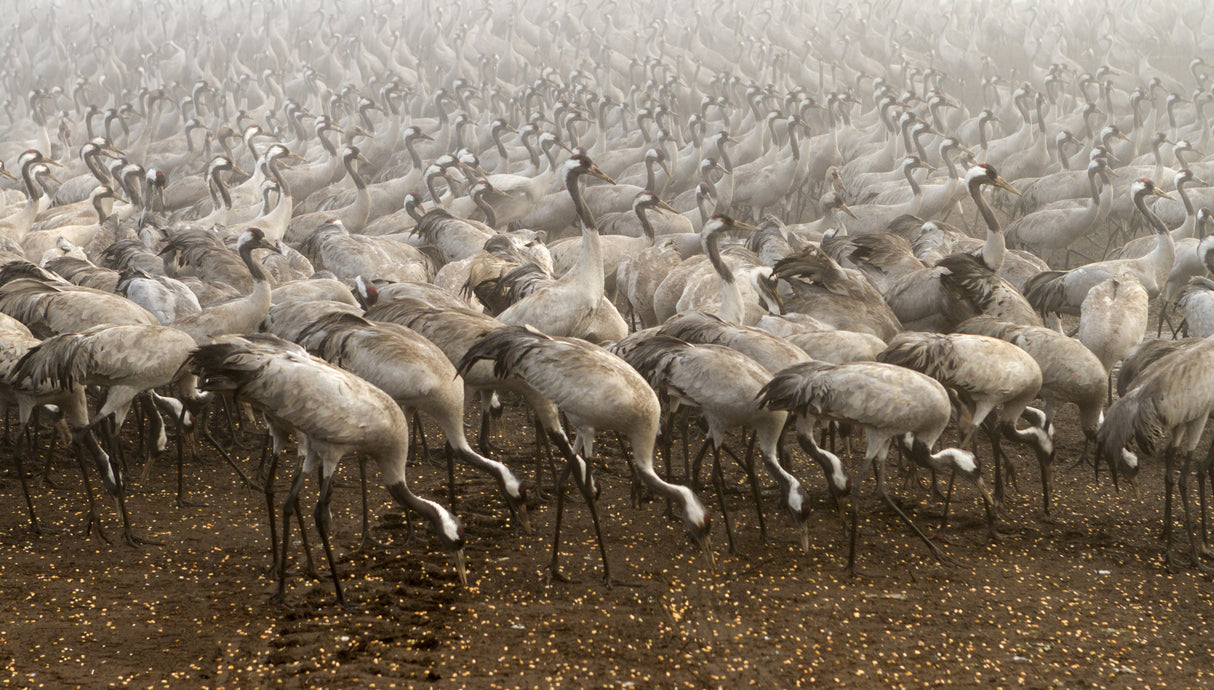 the cranes Poster och Canvastavla