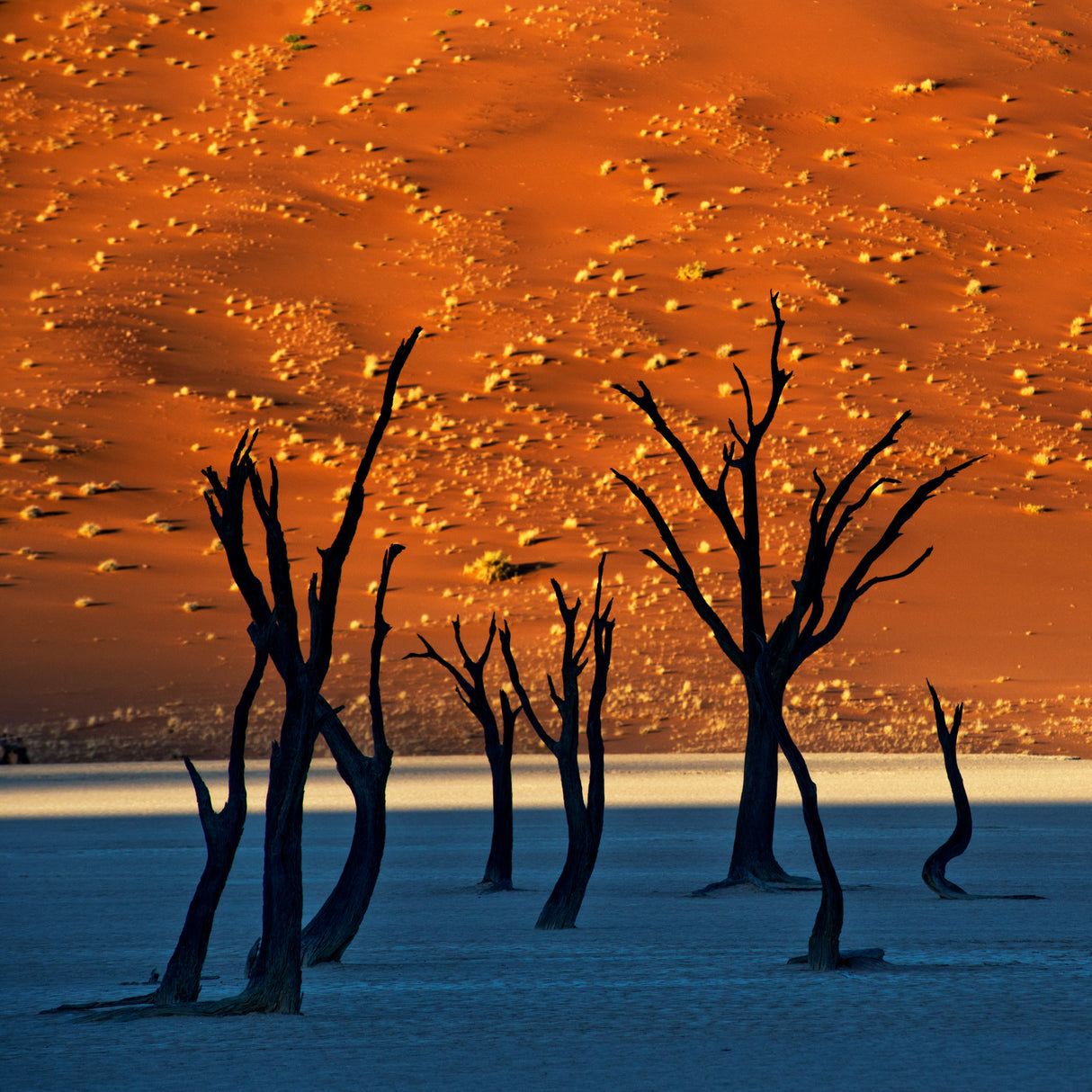Deadvlei, Sossusvlei, Namibia Poster och Canvastavla
