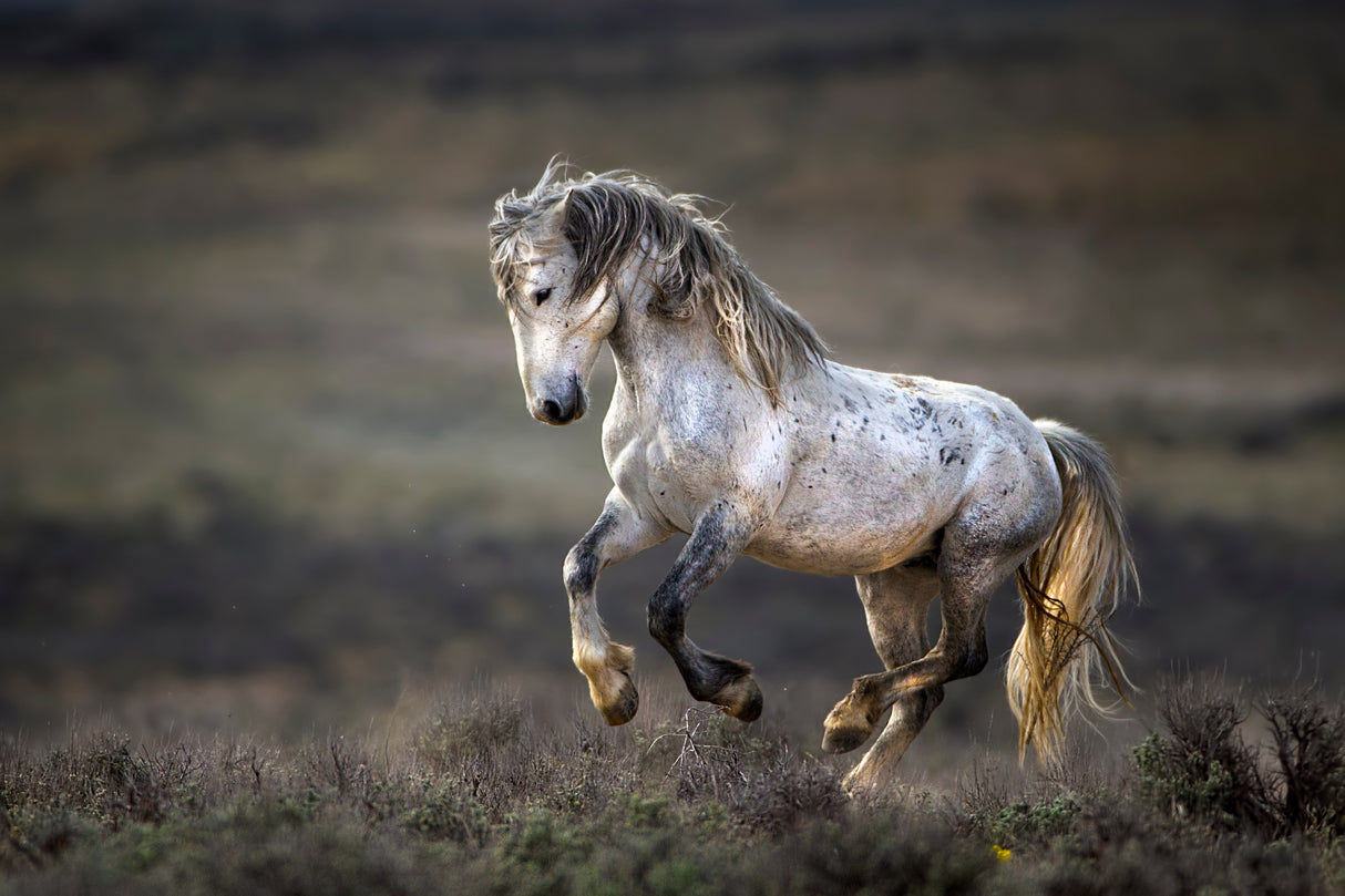 Wild Wild West Poster och Canvastavla