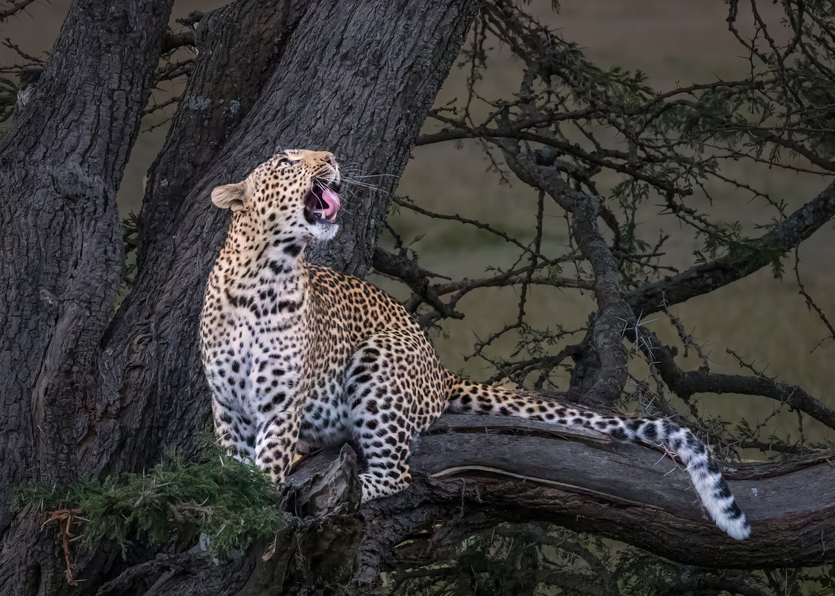 Leopard Poster och Canvastavla
