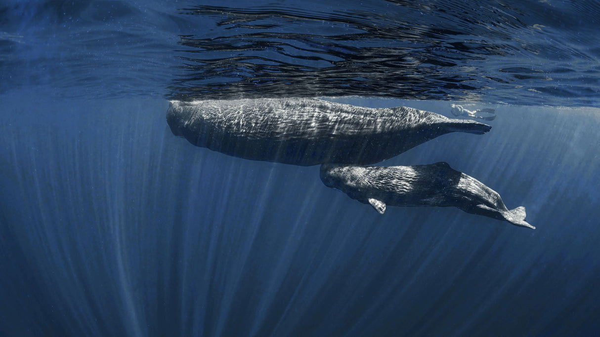 Mama's Belly ( sperm whales) Poster och Canvastavla