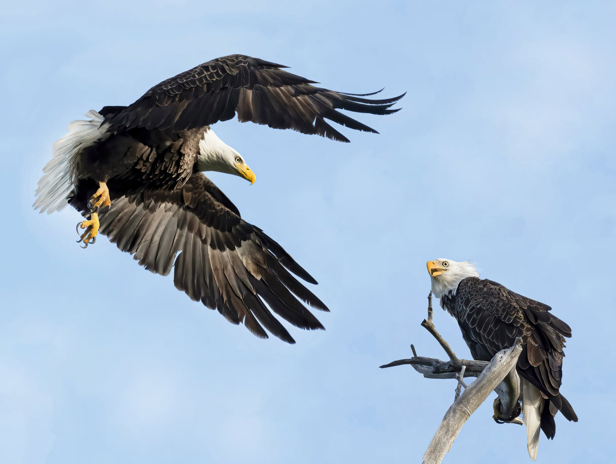 Swoop Poster och Canvastavla