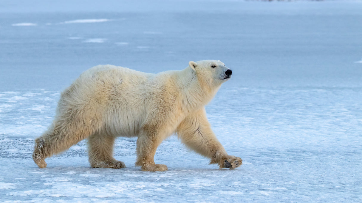 Walking On Iced Lake Poster och Canvastavla