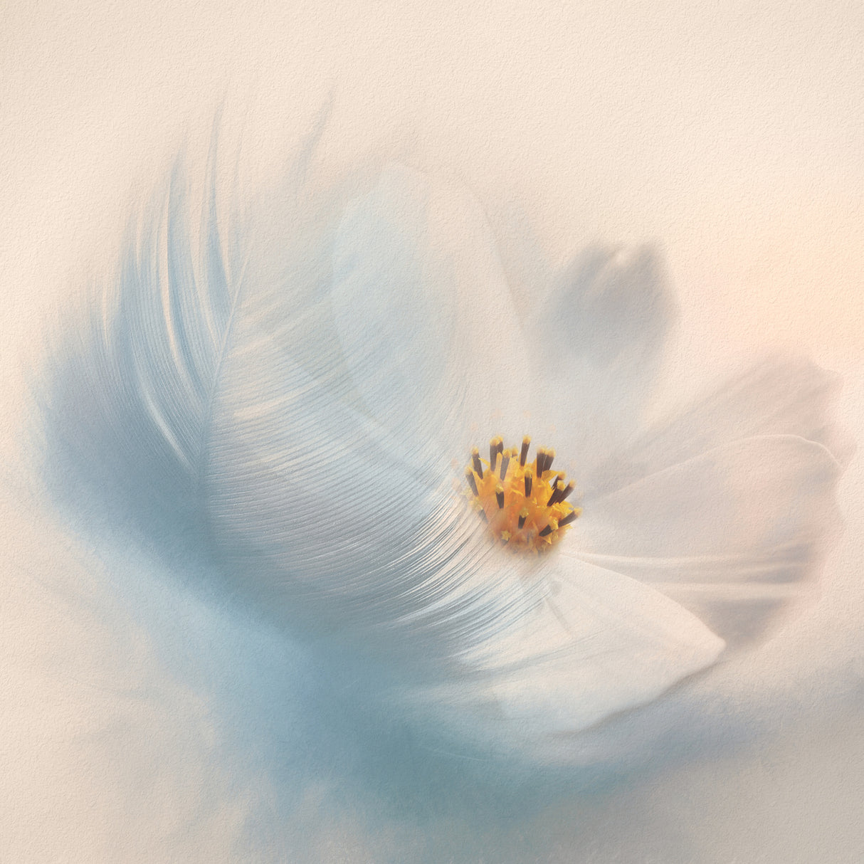 Blue Feather with White Cosmo Poster och Canvastavla
