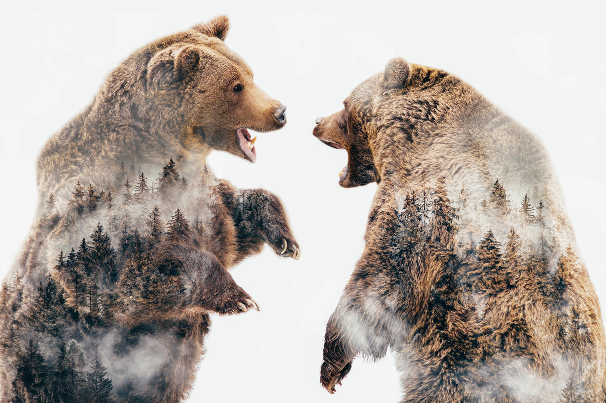 Wild Conflicts Poster och Canvastavla