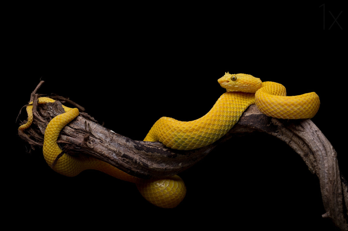 Bothriechis schlegelii - Eyelash Viper Poster och Canvastavla
