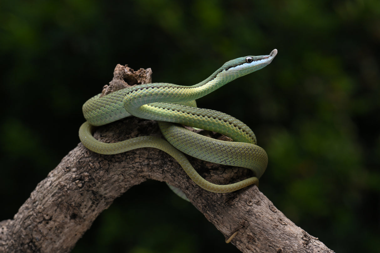 green snake Poster och Canvastavla