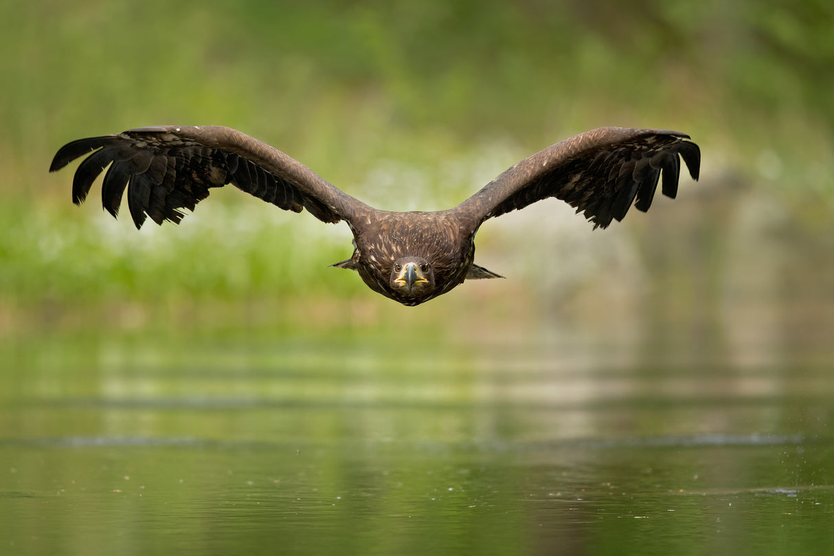White-tailed eagle Poster och Canvastavla