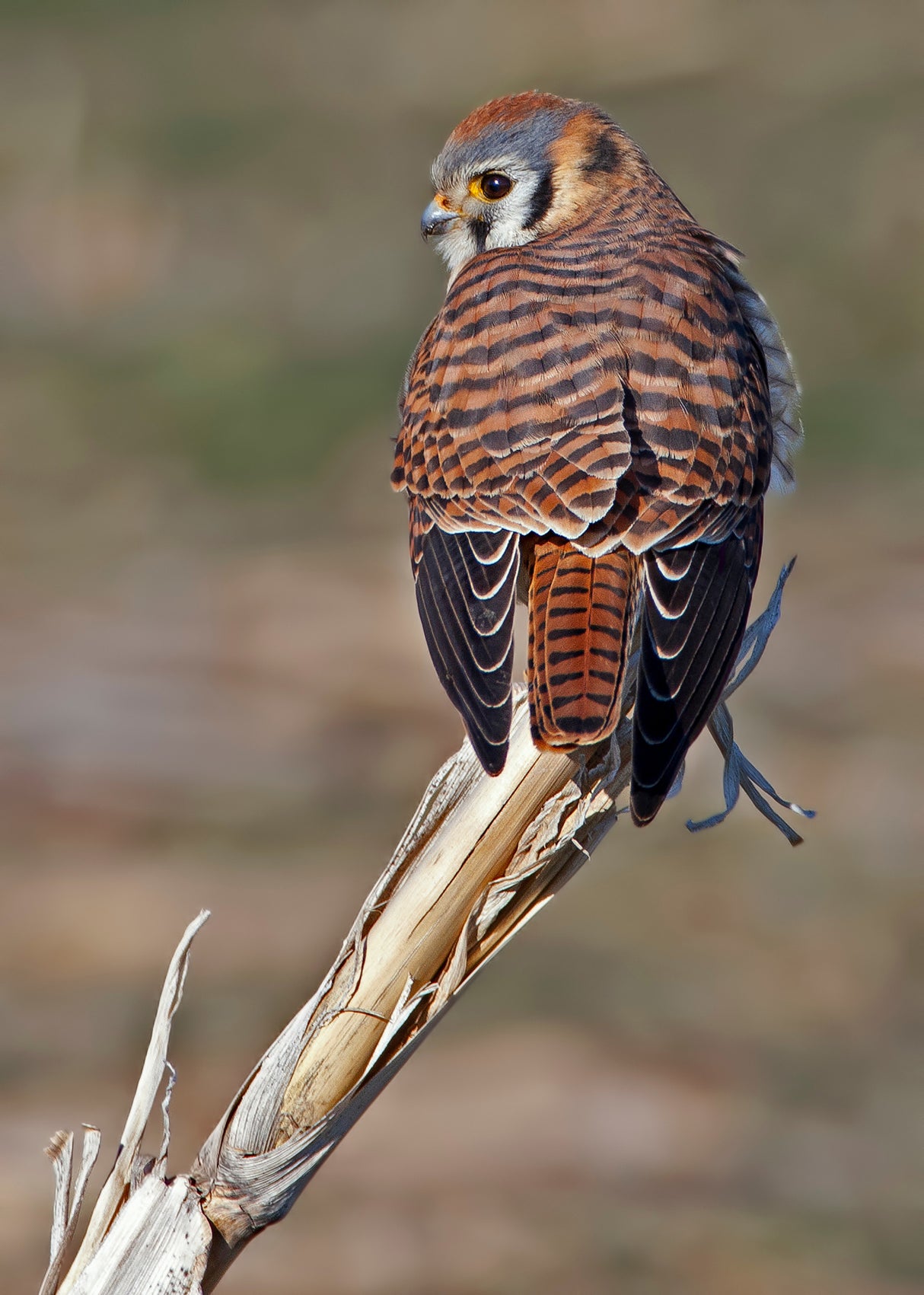 American Kestrel Poster och Canvastavla