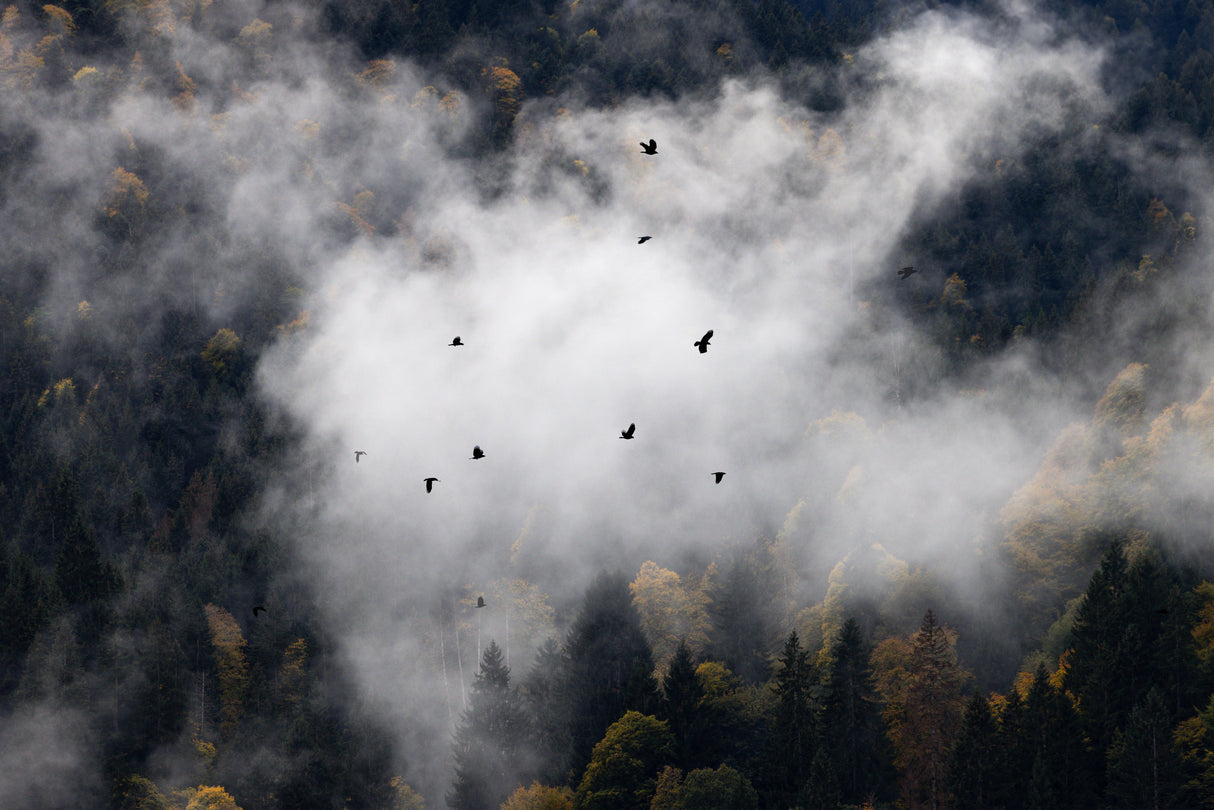 Foggy Woods 8 Poster och Canvastavla