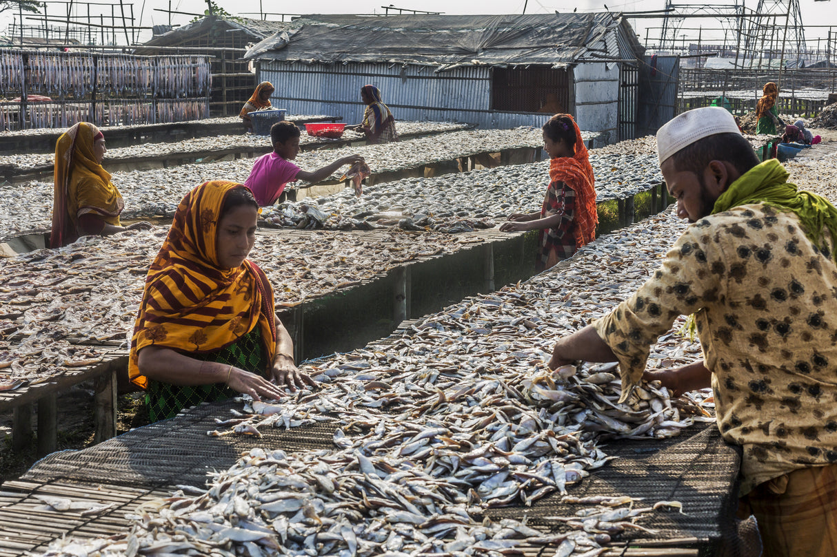 Dry Fish Sorting Poster och Canvastavla