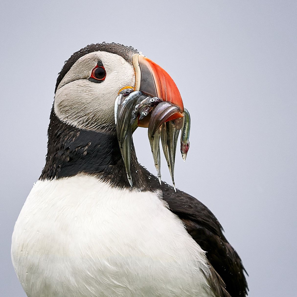 Lunch time / portrait of a puffin Poster och Canvastavla