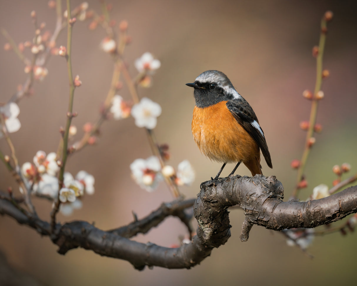 Spring is coming Poster och Canvastavla