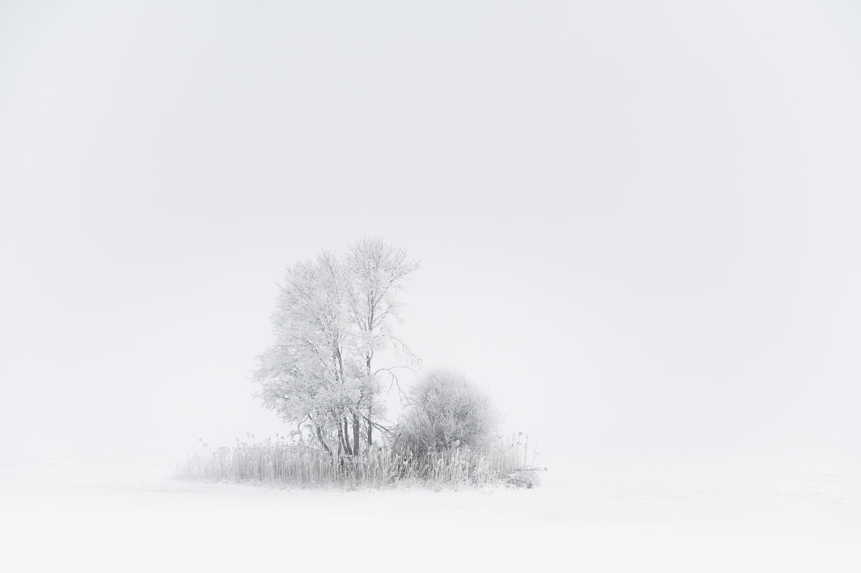 Whiteout Poster och Canvastavla