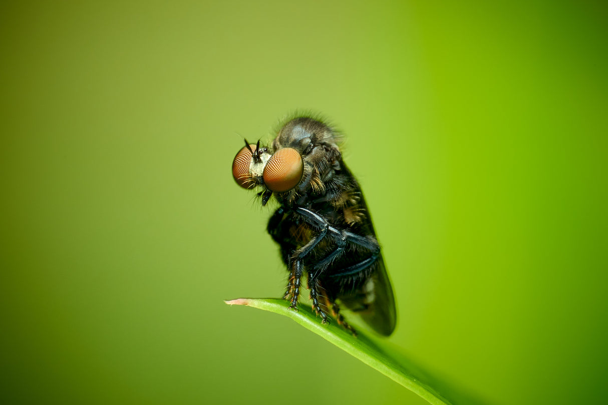 Asilidae01 Poster och Canvastavla