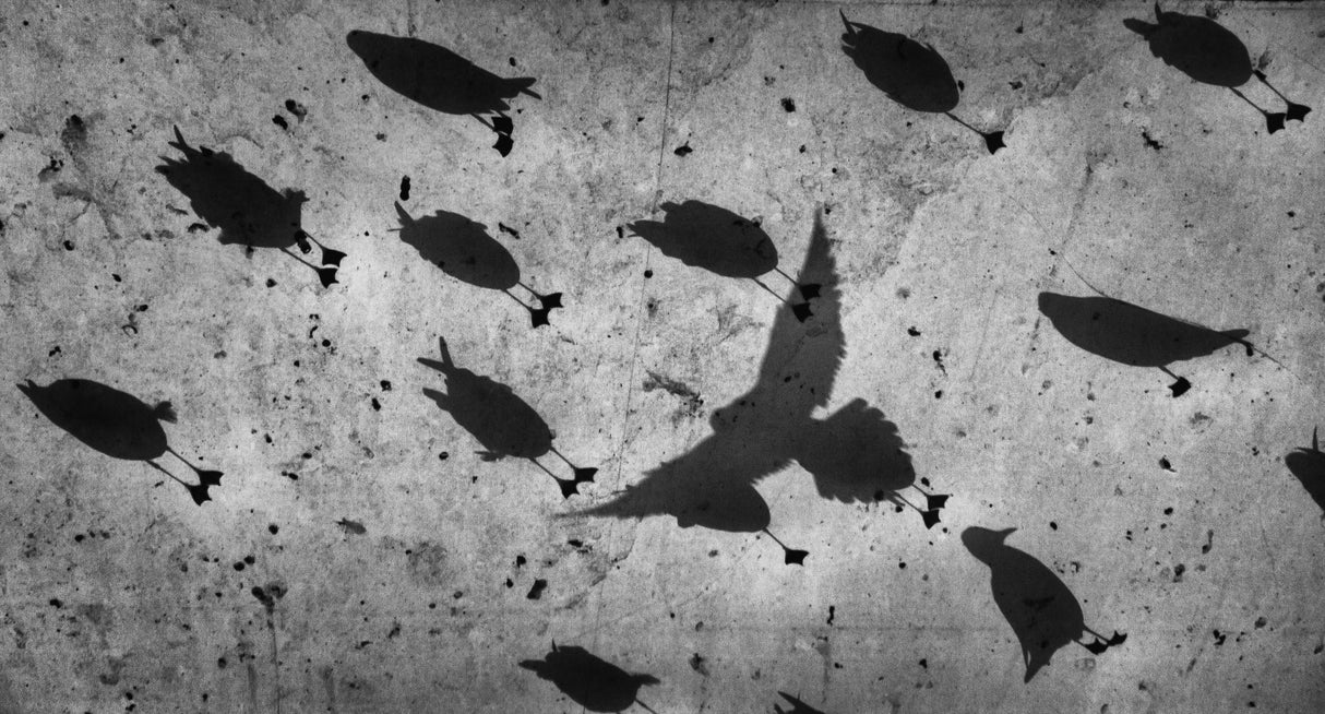 Birds Poster och Canvastavla