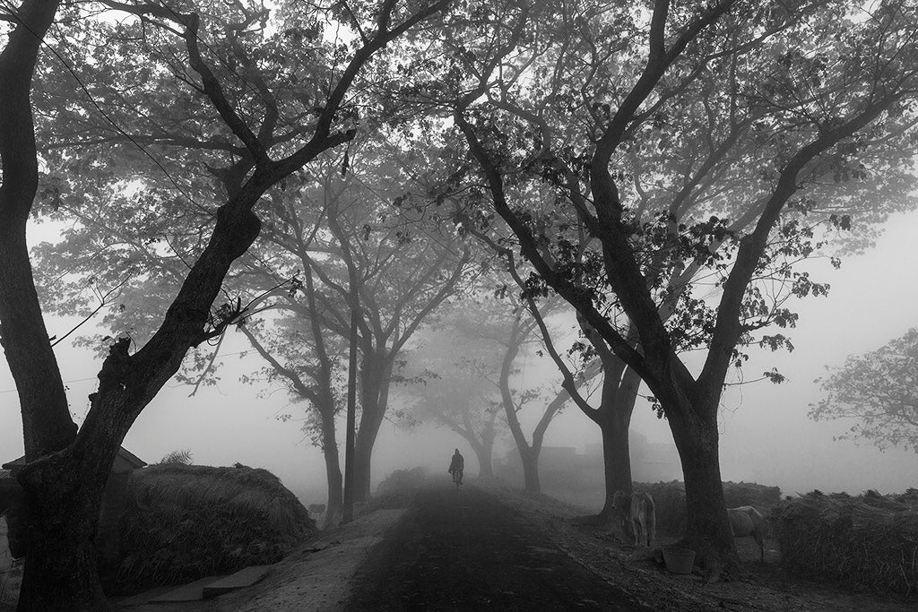 Village road in morning fog Poster och Canvastavla
