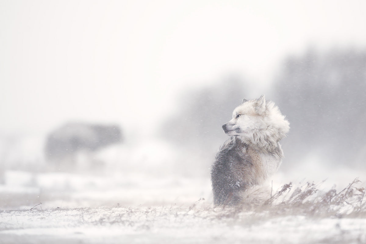 dogs in the storm Poster och Canvastavla