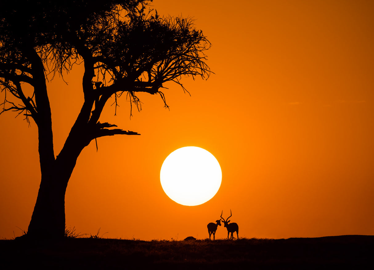 African Sunset Poster och Canvastavla