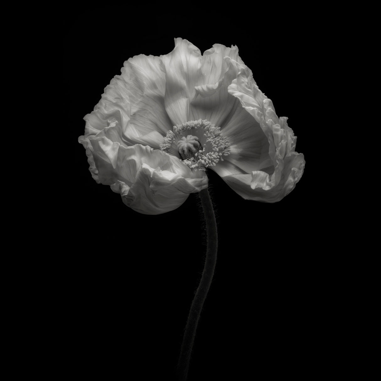 Poppy Poster och Canvastavla