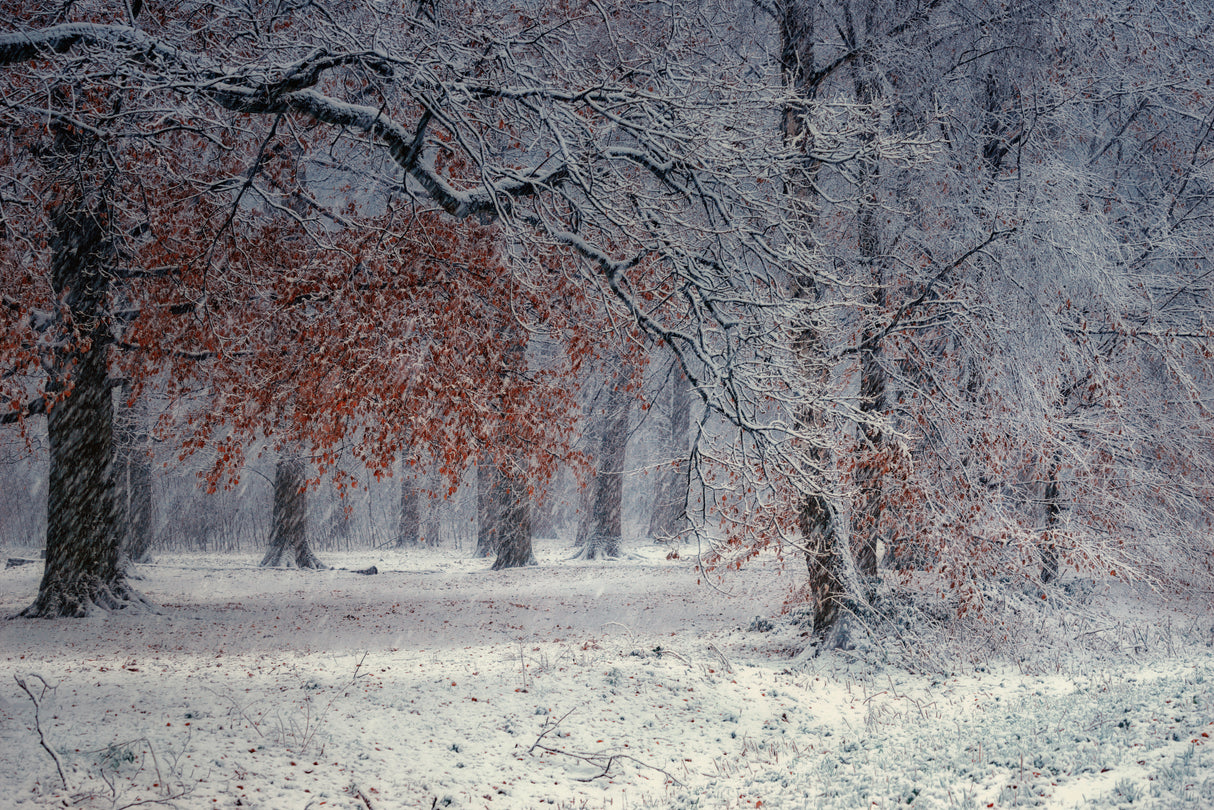 The first snow Poster och Canvastavla