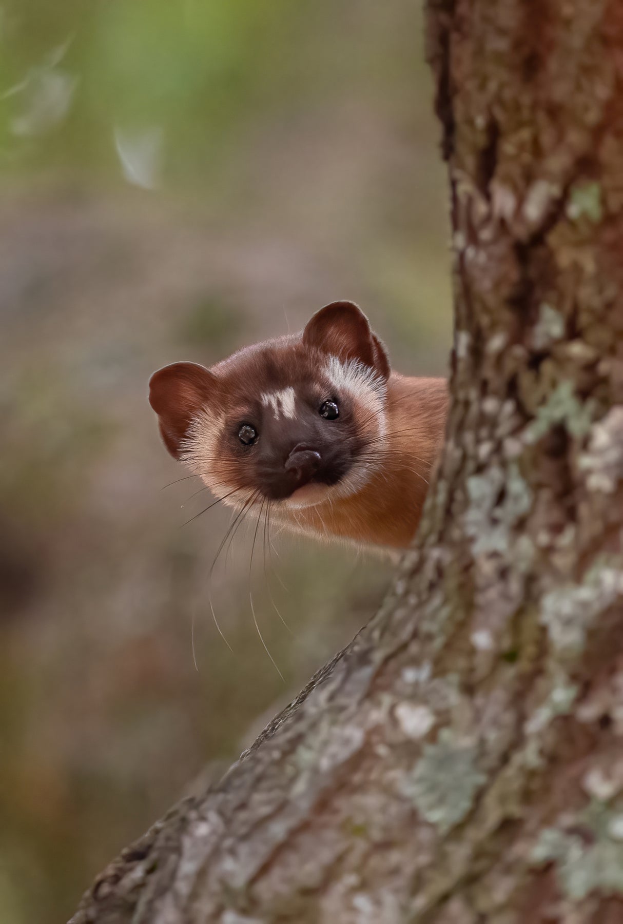 Long tailed weasel Poster och Canvastavla