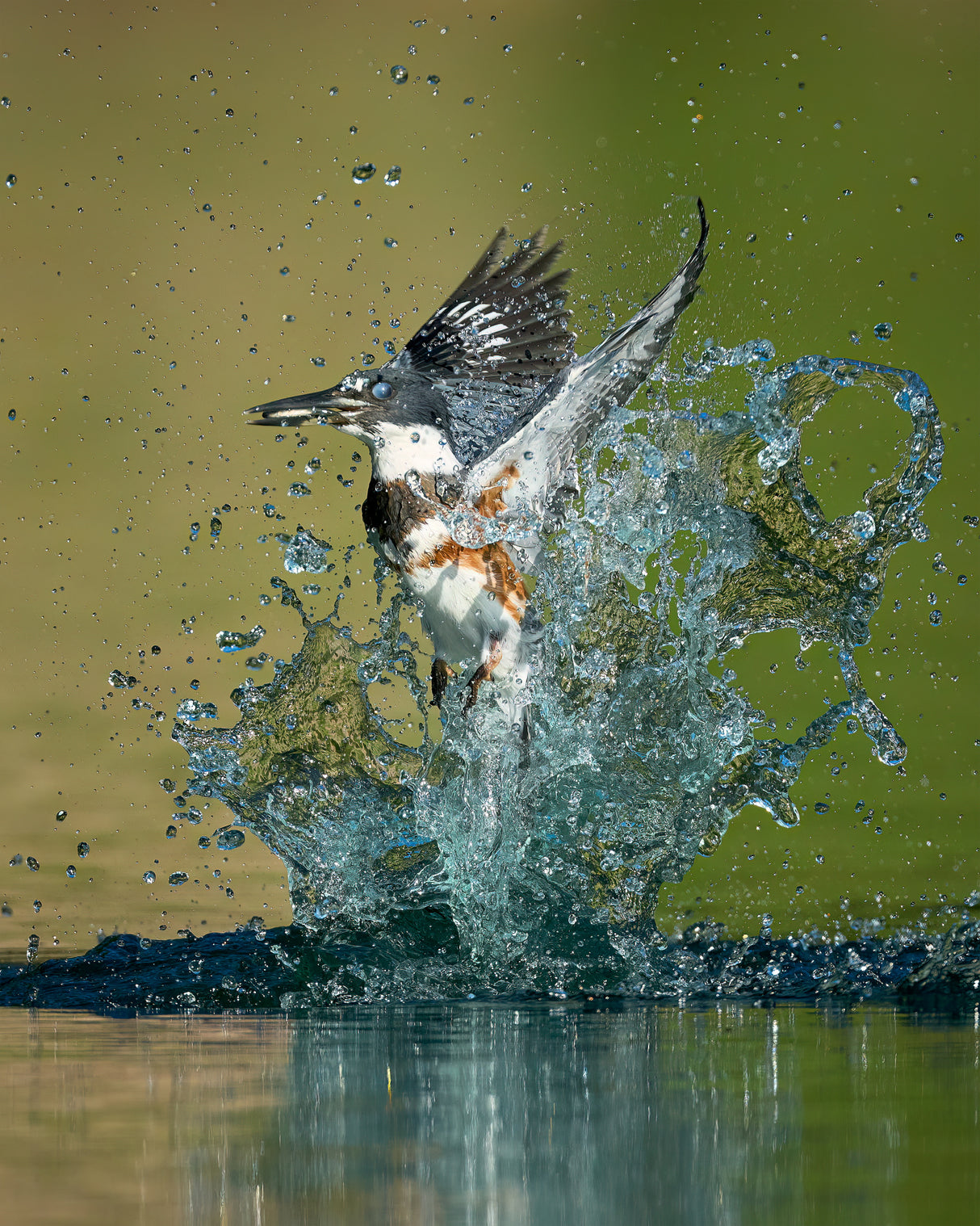 Wonderful Splash Poster och Canvastavla