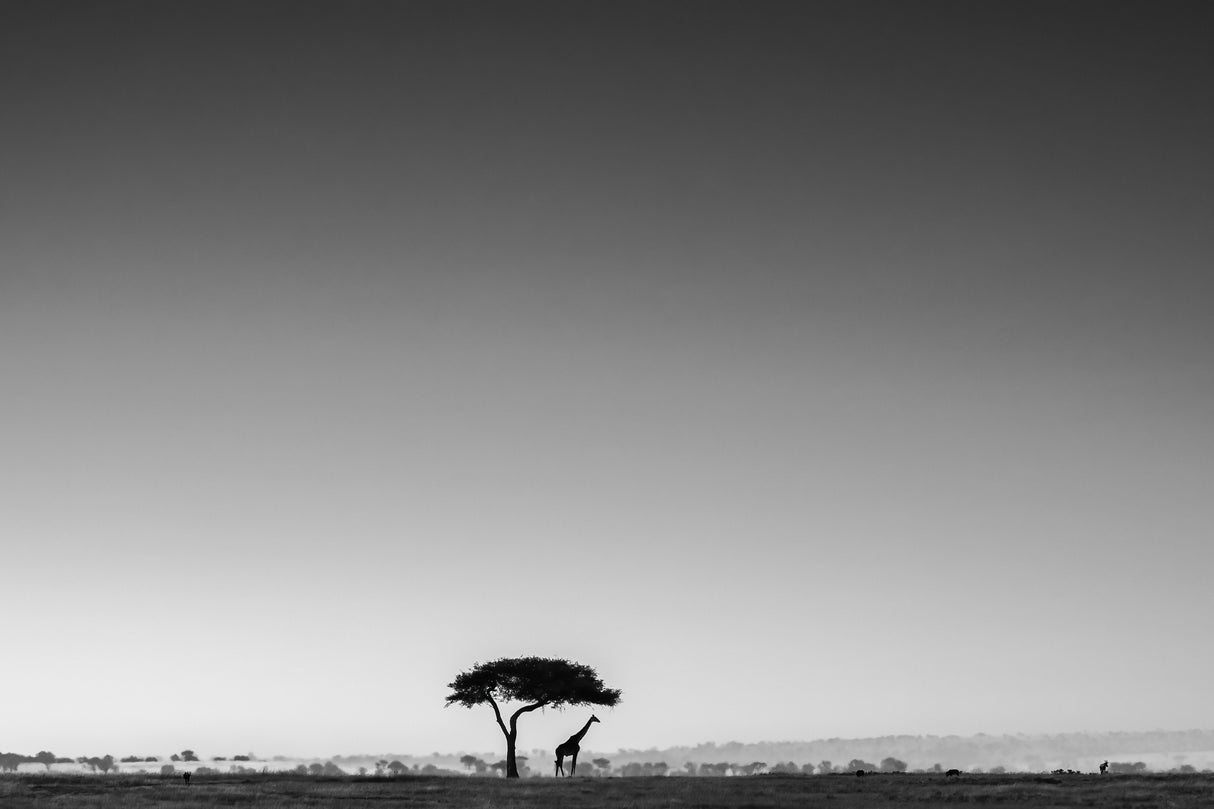 A Lonely Day Poster och Canvastavla