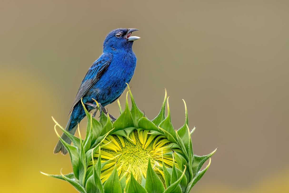 Indigo bunting and sunflower Poster och Canvastavla