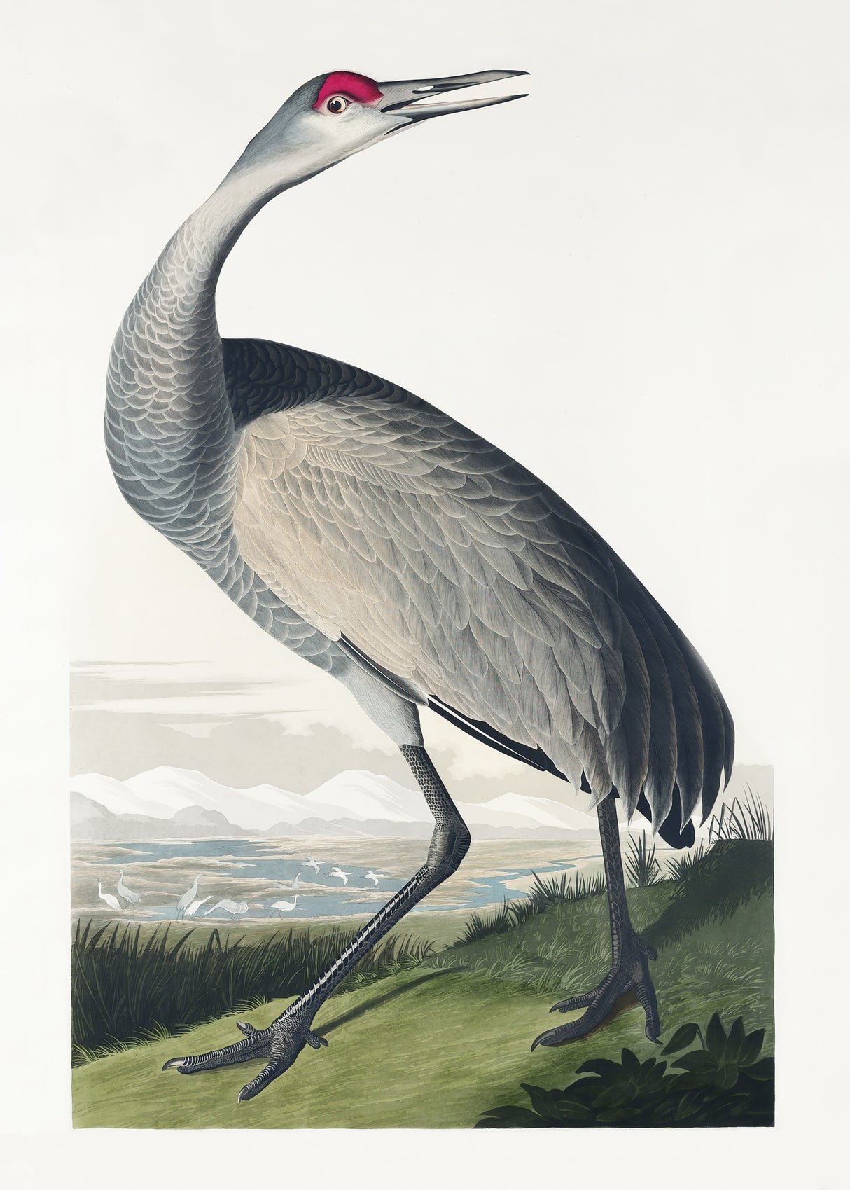 Hooping Crane From Birds of America (1827) Poster och Canvastavla