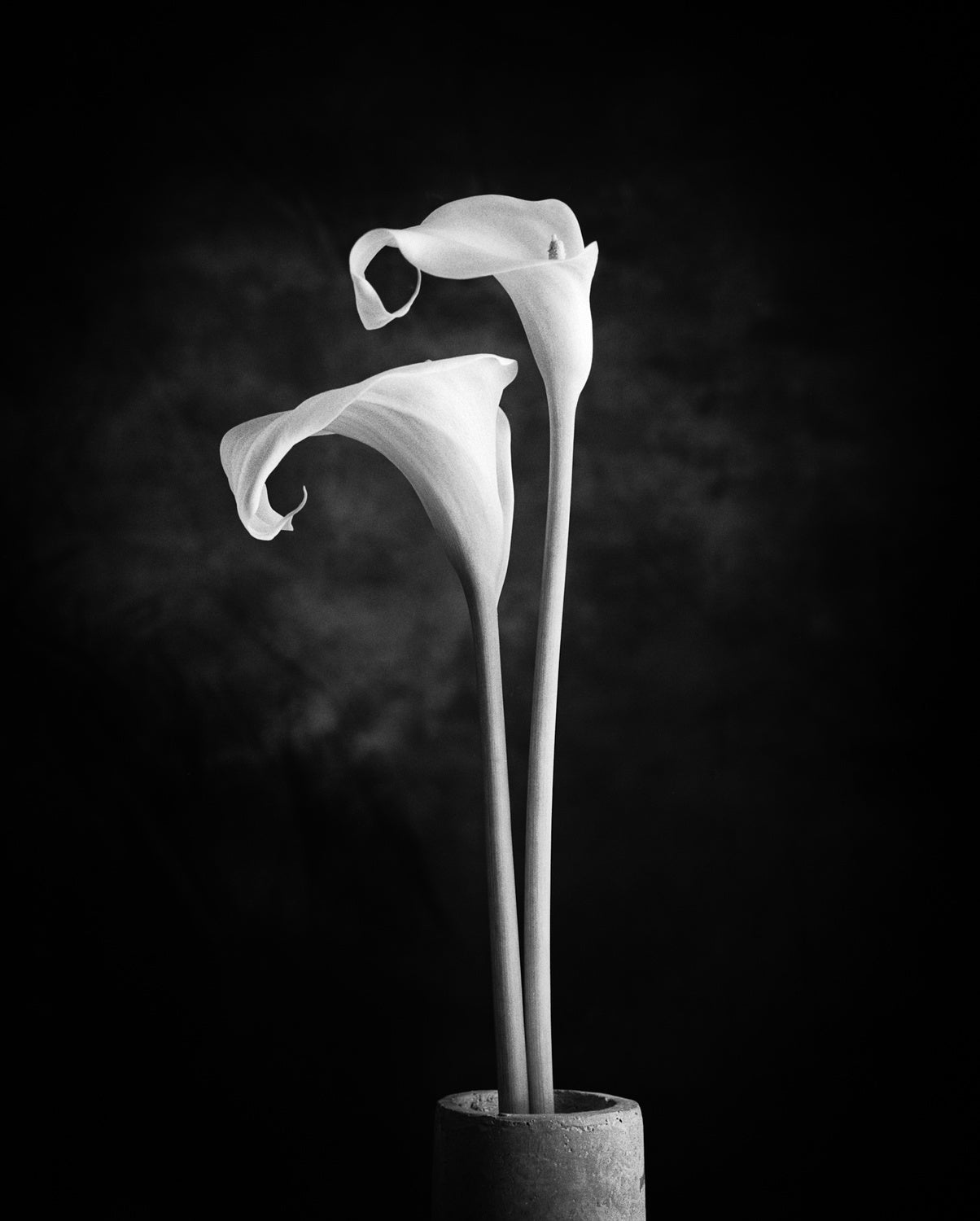 Calla No. 1 (BWV 825, Praeludium) Poster och Canvastavla