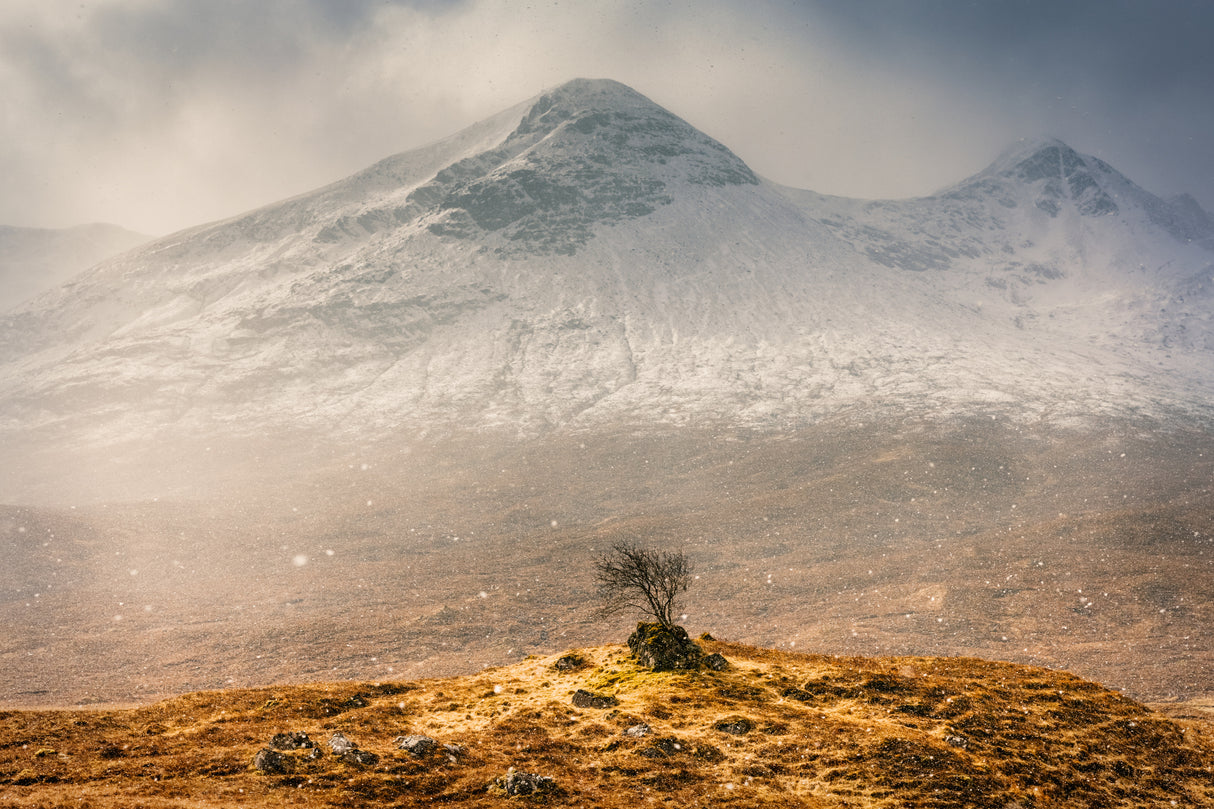 Lonely Highlander Poster och Canvastavla