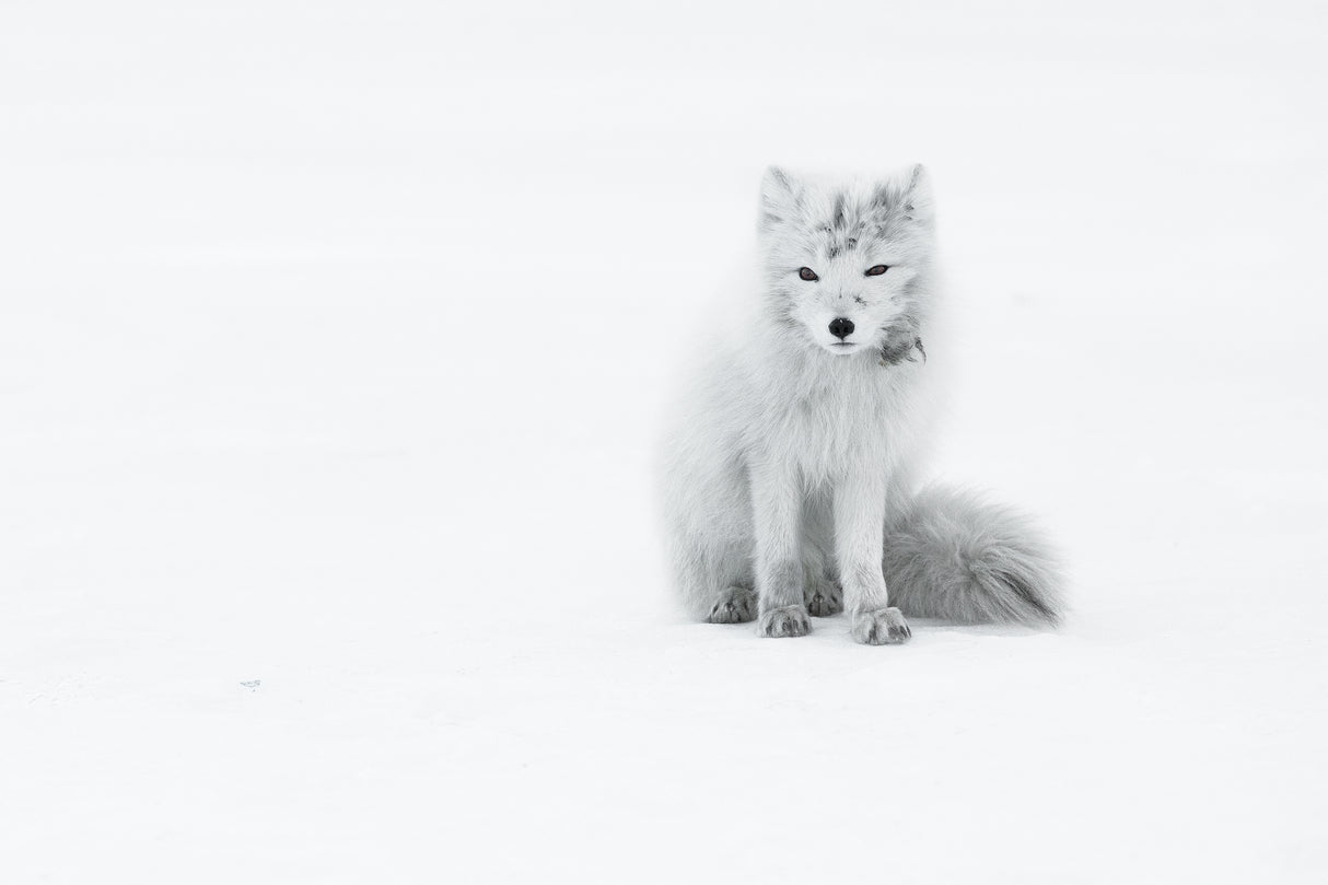 Arctic Fox Poster och Canvastavla