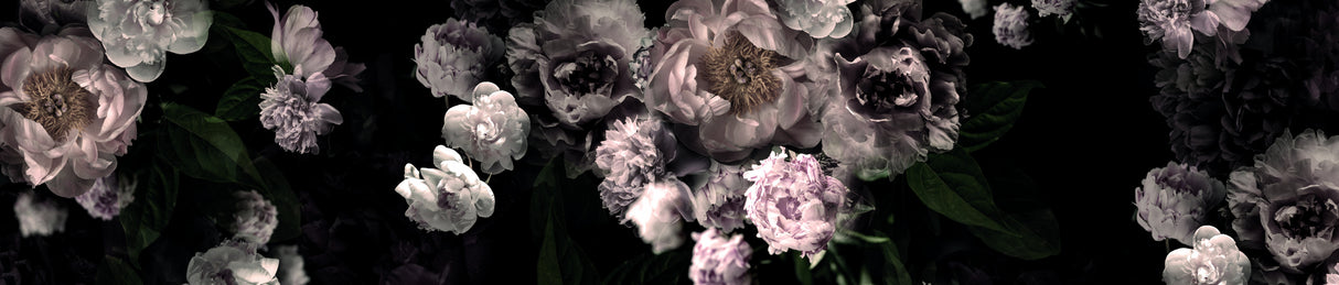 Hl001 Black Roses 4806mm X 3000mm Poster och Canvastavla
