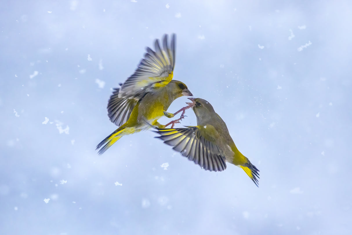 Battle in the snow Poster och Canvastavla