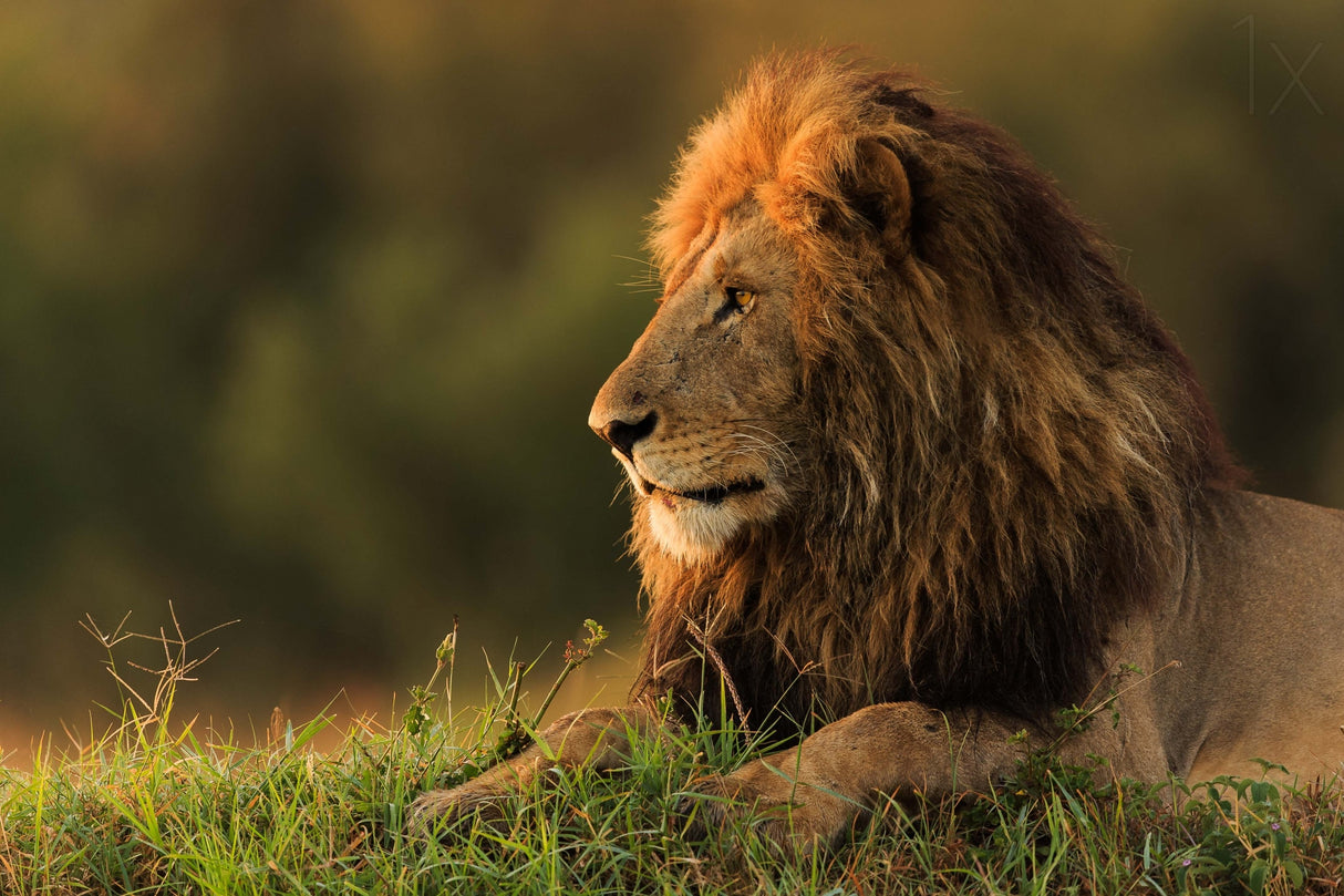 Male lion watching sunrise in Masai Mara Poster och Canvastavla